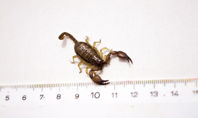 Kremser scorpion