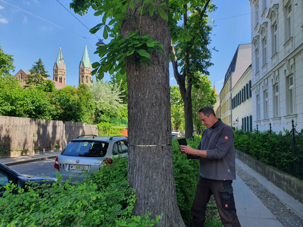 Stadt-Baum-Boden