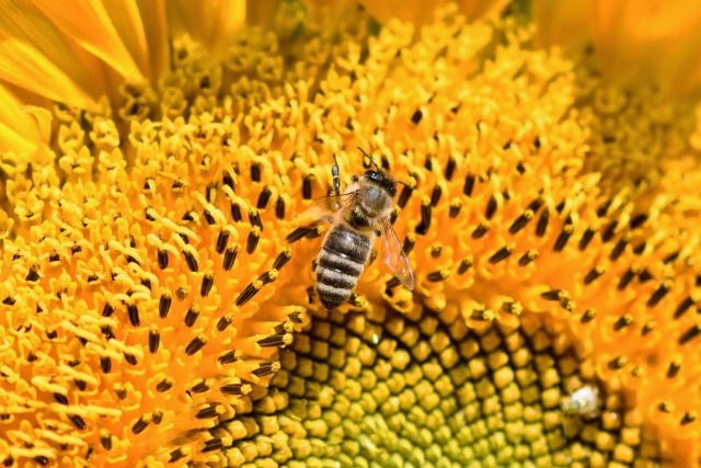 Bienencheck: Bereits mehr als 80.000 Einträge