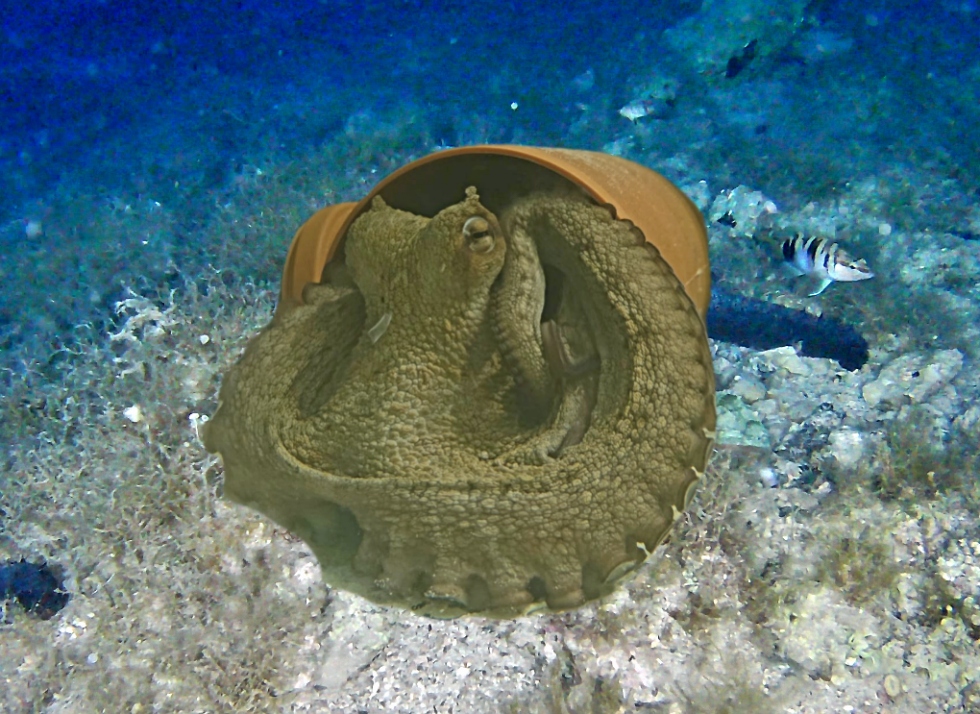Octopus Intelligence