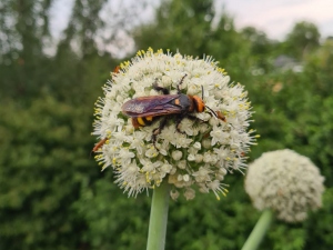 Mammoth wasp