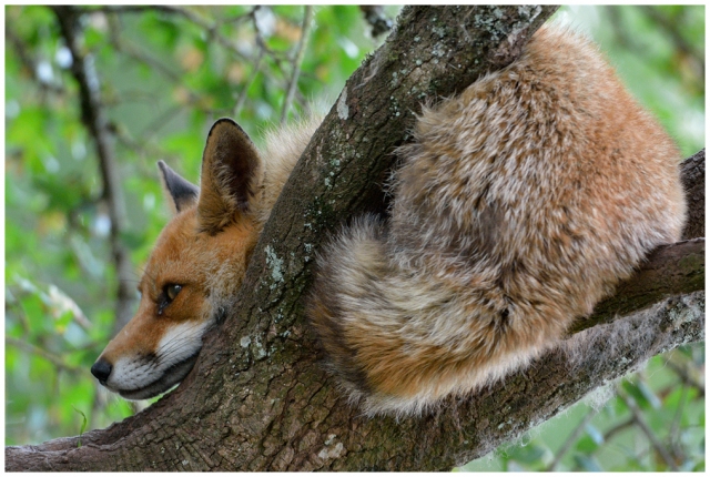 Renard roux / Red Fox