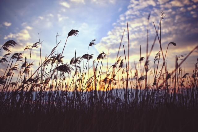 Nationalpark Neusiedler See