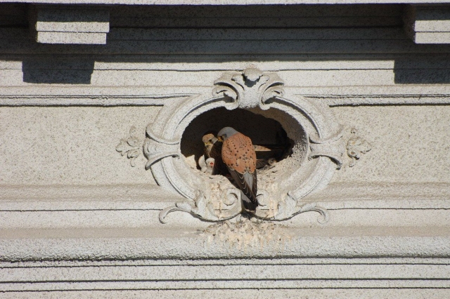 Vienna Kestrel