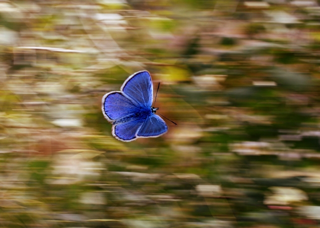 Viel-Falter: Ein neues Projekt auf www.citizen-science.at