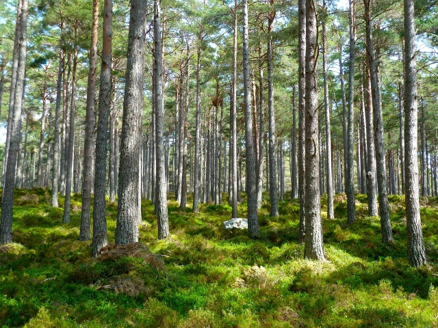 Der Standard: Bürgerwissenschafter helfen bei Waldkartierung