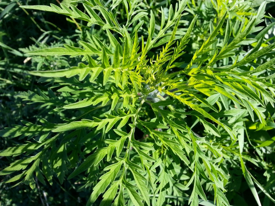 Neu auf "Österreich forscht": Ragweed Finder