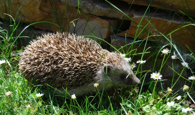 Die Igel sind los! - Ein neues Projekt auf www.citizen-science.at