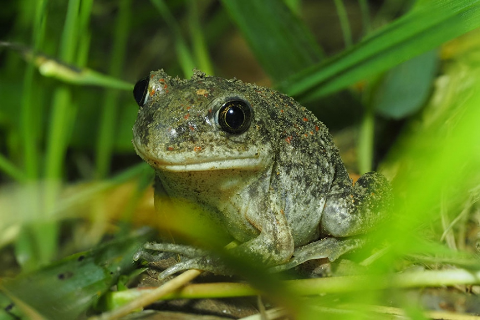 Frog in a drop of water