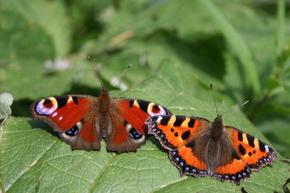 Butterfly Monitoring Austria