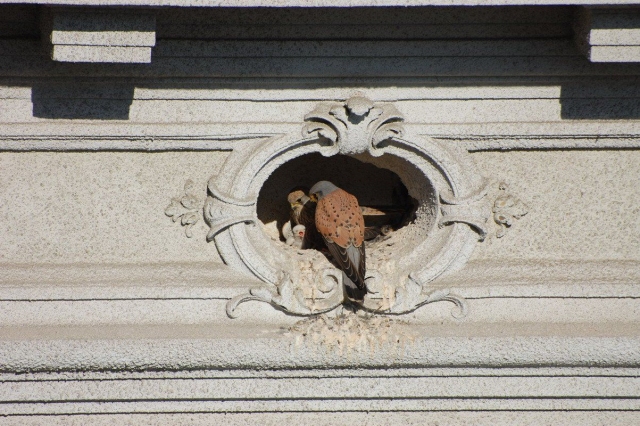 Turmfalken-Nest in Wien